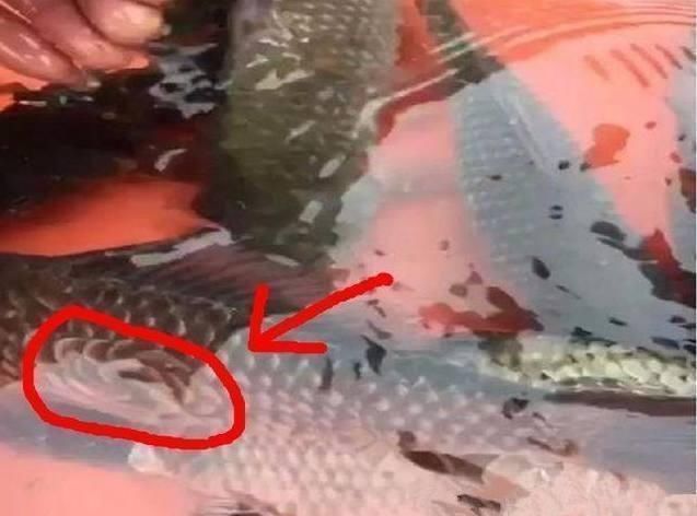 小伙河边钓鱼,发现钓上的鱼不对劲,小伙瞧了一下鱼鳞,赶快放生