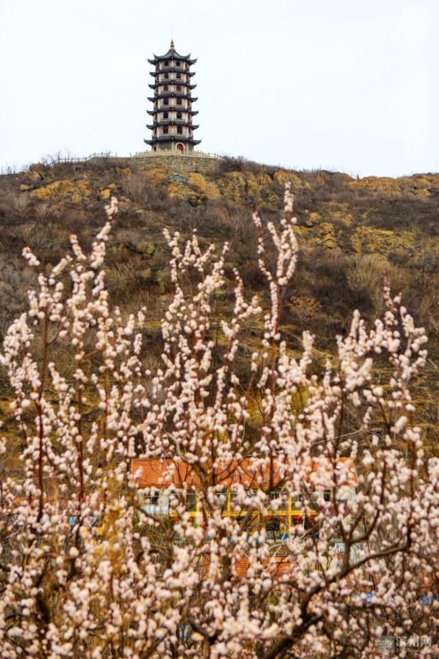 邹平：杏花绽放春意浓