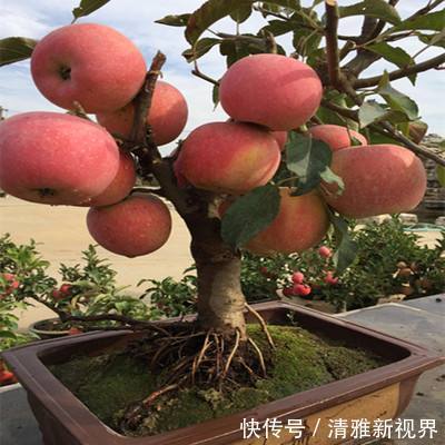 营养均衡|高手养花,把苹果树做“盆景”,造型优美、年年挂着“红苹果”