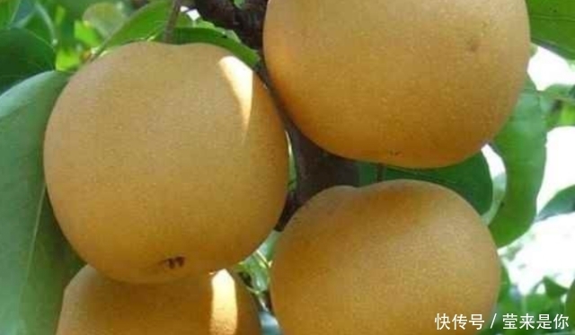 领导干|香水梨树整形修剪的常用树形种类介绍!