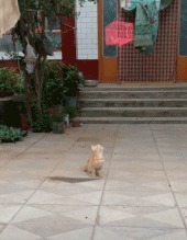 |搞笑GIF段子:关键时刻要懂得随机应变,尤其是面对强者的时候