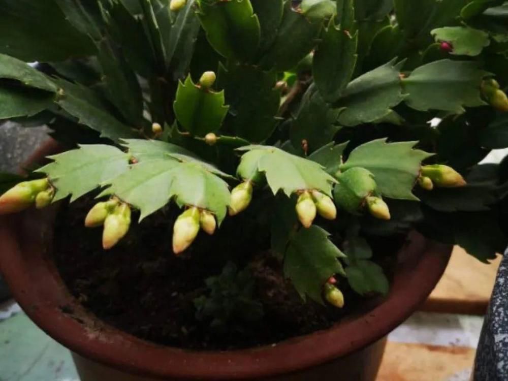 养护蟹爪兰，要注意8个要点，才能开出仙气飘飘花