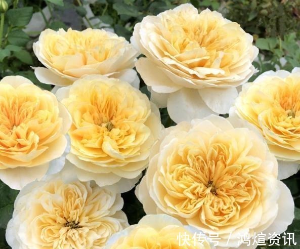 盘点10款经典的月季花,皮实好养颜值高,总有一款适合你