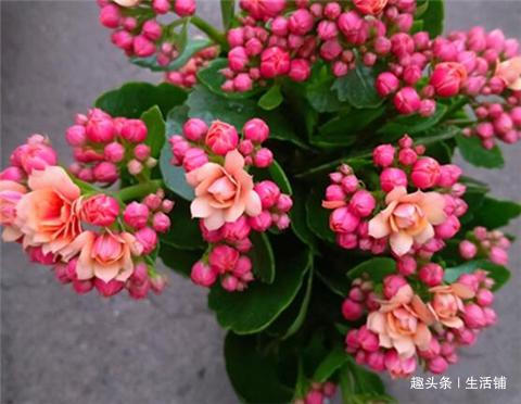 长寿花喷点“驱虫水”,病虫全不见,花芽蹭蹭冒不停!