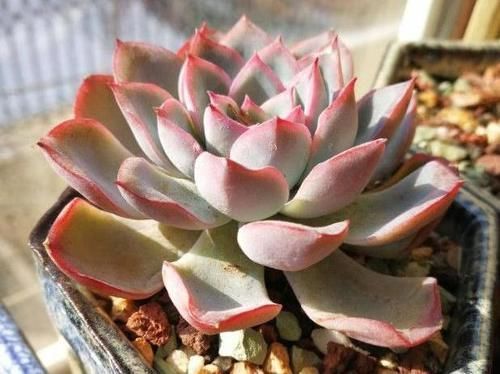 煤渣|多肉养根篇:往盆底放些“它们”,叶子肥成球,根须挤满盆