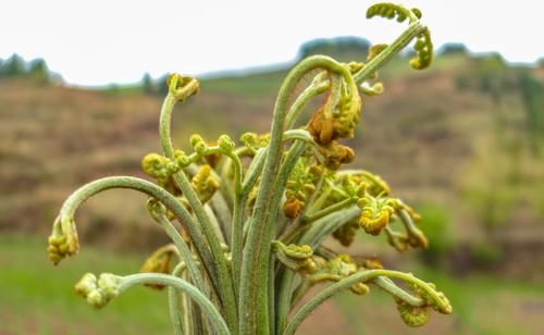 肝硬化|河南50岁大姐,查出肝硬化,每日坚持吃菠菜养肝,后来怎么样了?