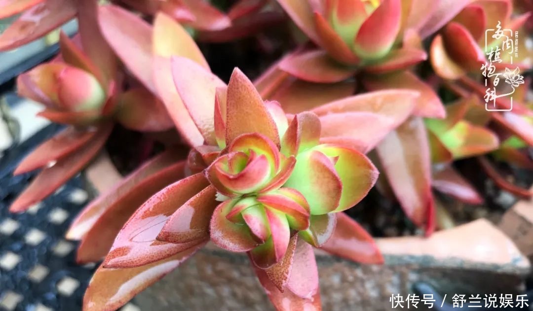 楼顶的多肉,让我的生活无意间打开了一个新世界!