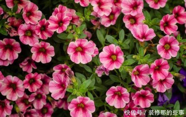 5种花是懒人的最爱,有阳光就爆盆,对待新手很友好