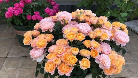 养月季花，多做关键1步，枝繁叶茂，花开不断，阳台变花海！