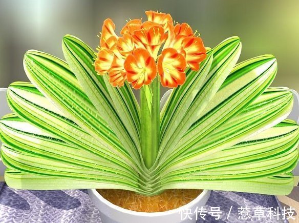 夏季|夏天养护君子兰有讲究,这几点千万要做好,否则难以安全度夏