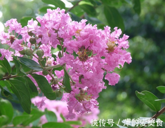 此花枝繁叶茂色彩穗繁,姹紫嫣红成一道靓丽的风景线,是好运之花