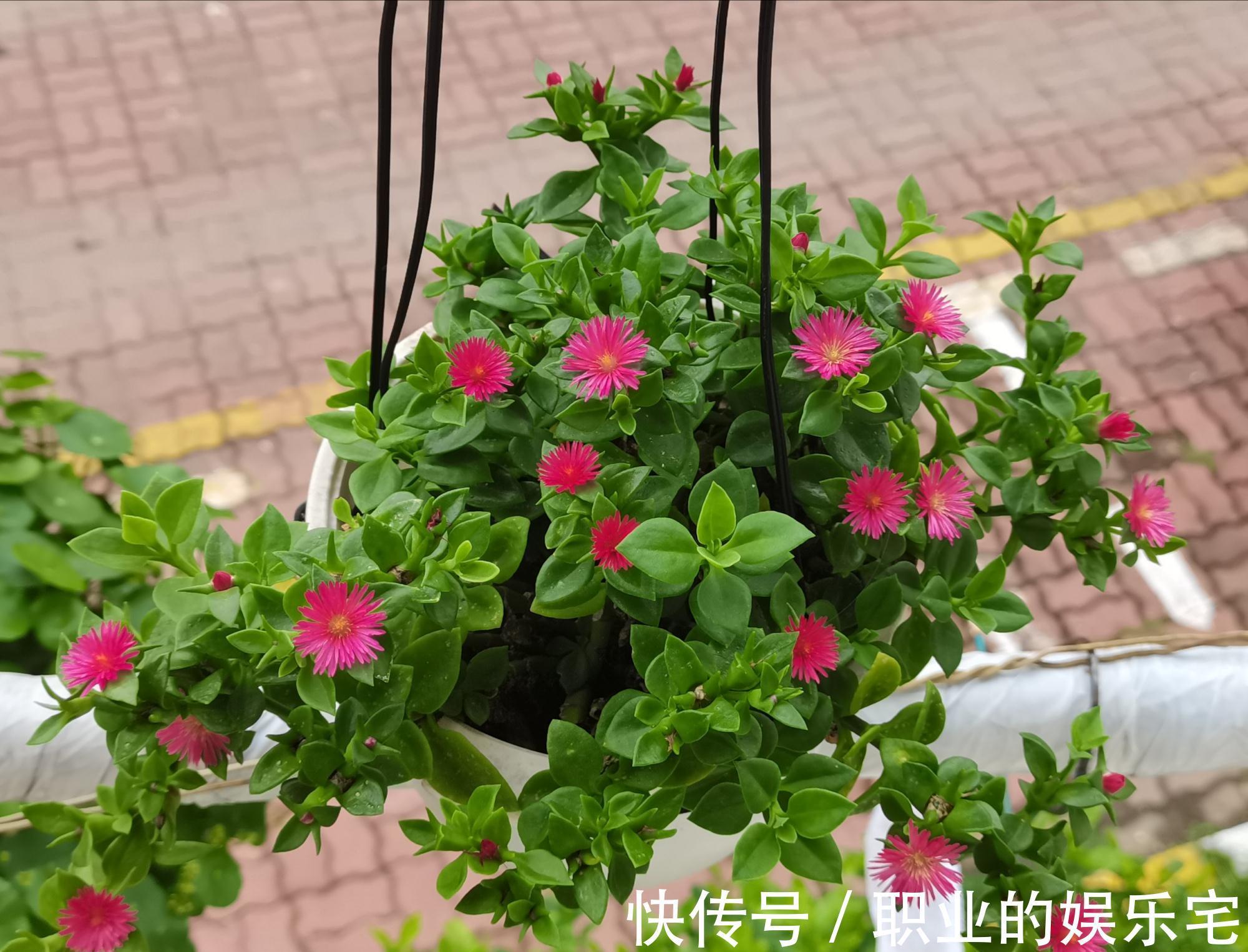 不易“养死”的13种花，独特有格调，好养又漂亮，新手养花首选