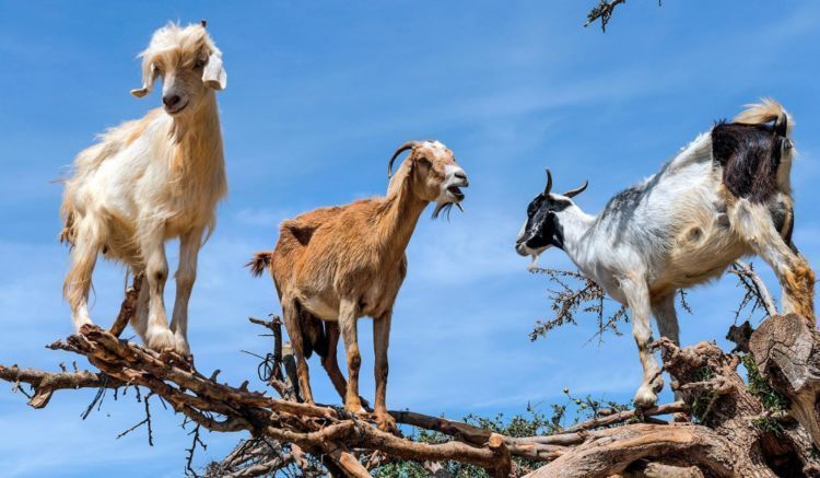 买羊肉,选山羊还是绵羊肉?养殖户告诉你:买错就是白花钱