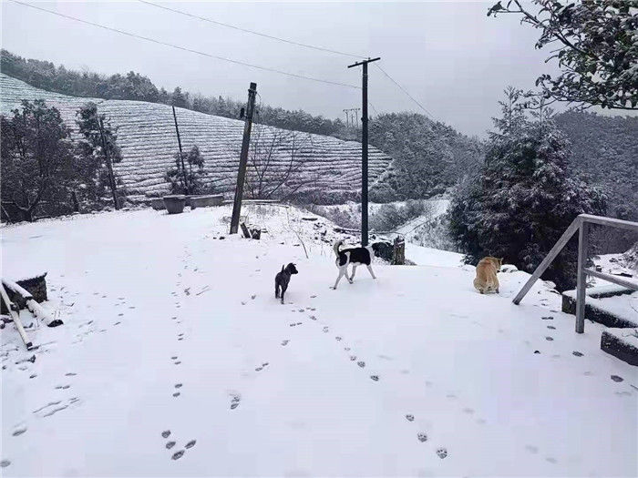 山区|象山又下雪了！山区雪景虽美路难行，非必要不上~