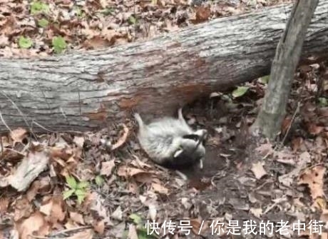 钓鱼|男子听见求救声,找过来竟发现了这个家伙