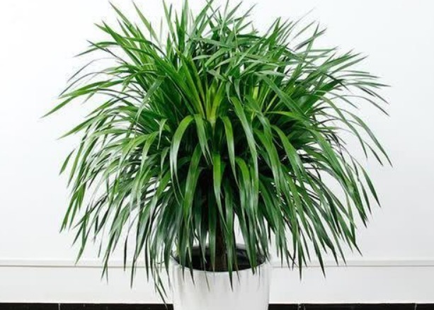 老人|老人常说这4种花遮晦挡煞,不要嫌弃丑,一旦养了福气不请自来