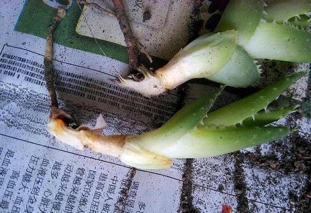 “这”4种花很贵,不要买,偷偷折一根枝,遇土就活,1毛钱不花