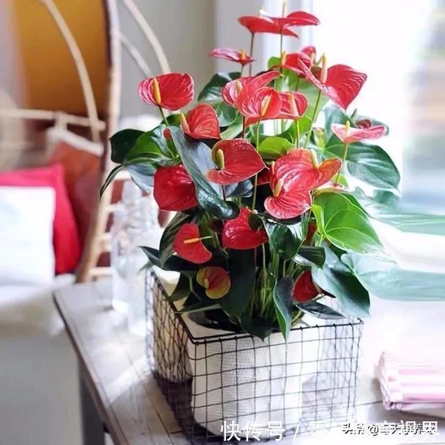 这六种花都是“毒花”,家里有老人、小孩、孕妇的,千万要慎养!