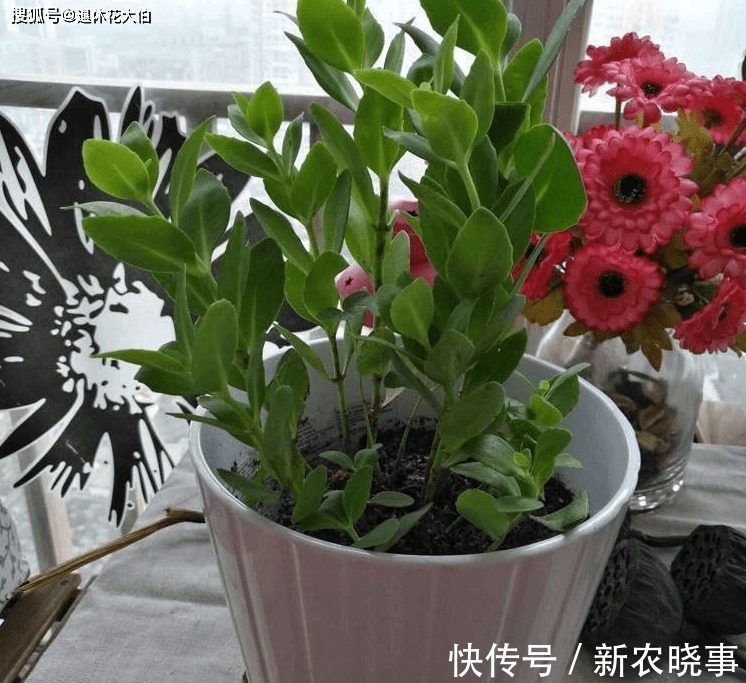 水溶液|此款“多功效”天然肥,有点脏,却备受农民青睐,还不用花钱