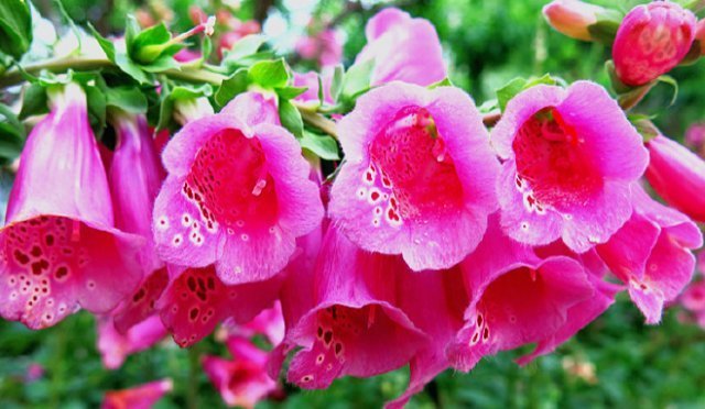 1种花,比绿萝好看,比长寿花更好养,半月就发芽,一开就是90天