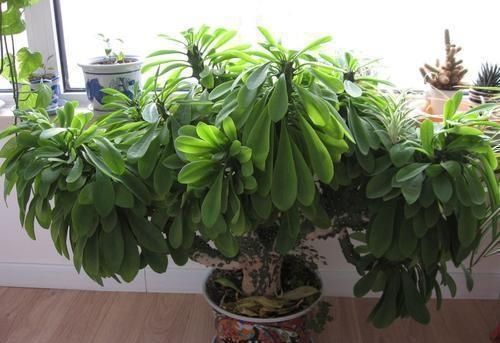 门口养了一棵“气派花”,生命力强很养眼,寓意好能镇宅