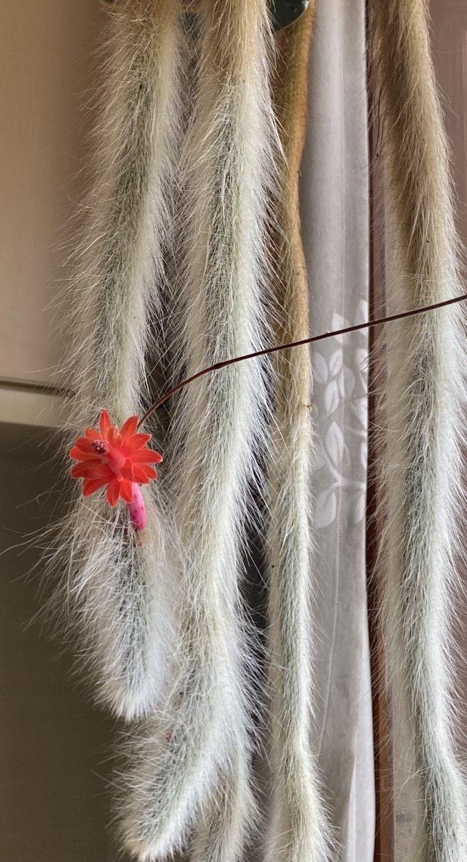 猴尾|想养仙人掌，就养一盆它，枝条形状奇特开花很美，观赏价值高