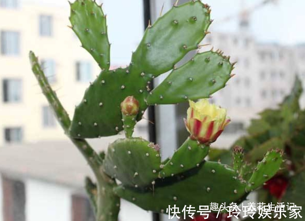 花友|不会繁殖仙人掌，按照方法进行扦插，生根速度快成活率高！