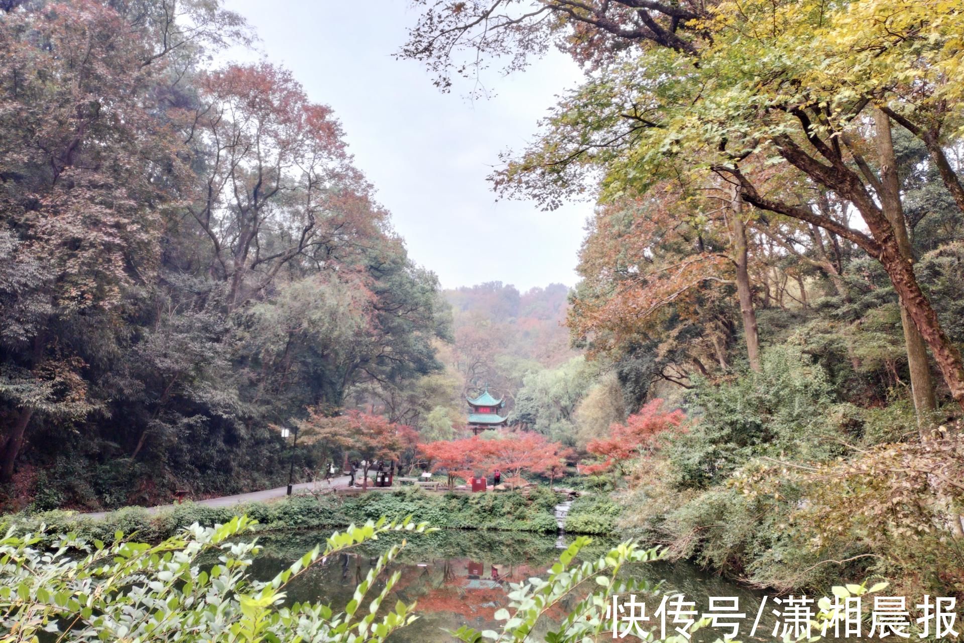 爱晚亭|枫叶泛红，银杏转黄，岳麓山进入红枫季