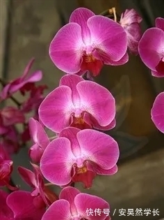 好丑!好臭!你没看错,我说的是兰花