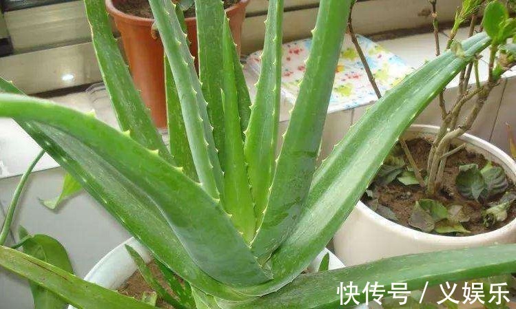 芦荟|“2种”花再贵也要养,老人孩子都健康,还能修身养性,怡养身心