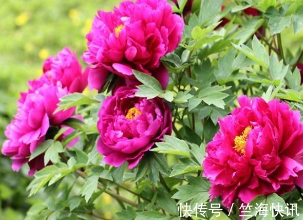 养牡丹花,满足它的“小癖好”,花开上百朵,分分钟养“爆盆”