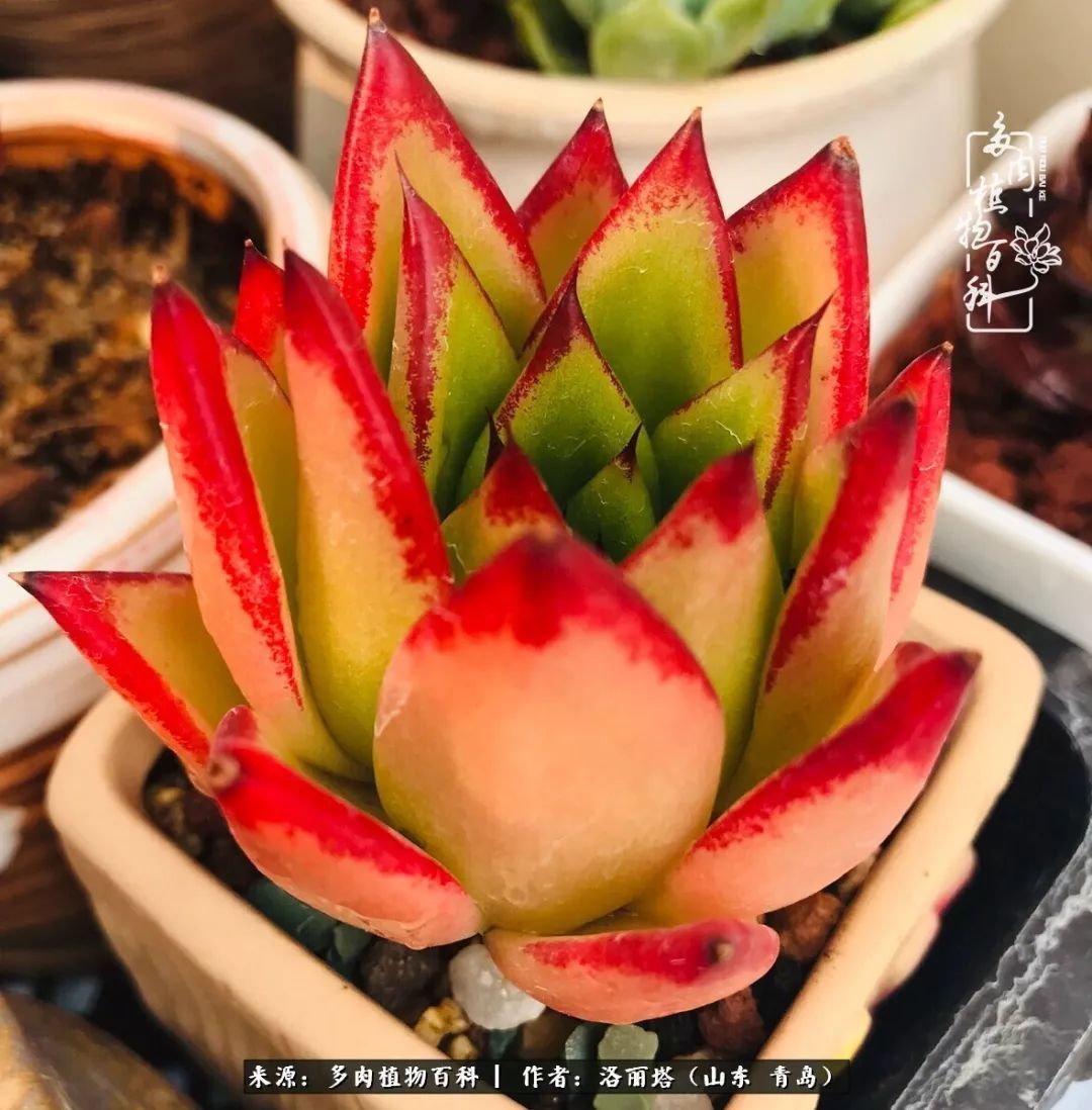 我和我的“多肉恋人”，怎么样有没有惊艳到你！