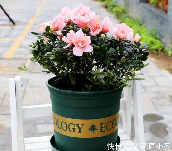 杜鹃花过年都抢着买，但90%的花友都养不好它，因为养它有技巧