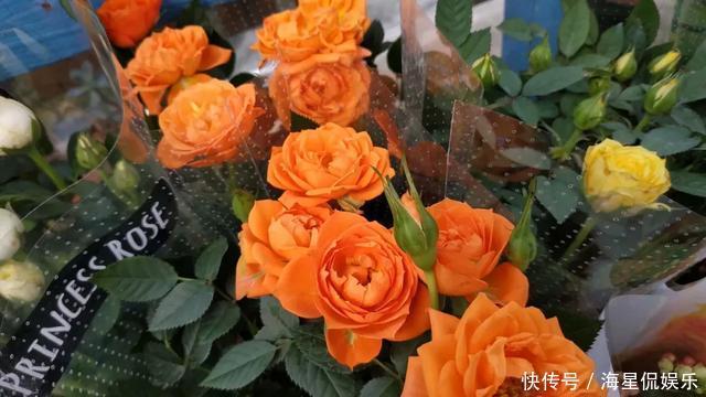 修剪|玫瑰象征美好爱情,怎么养才能花繁叶茂需要满足4个条件