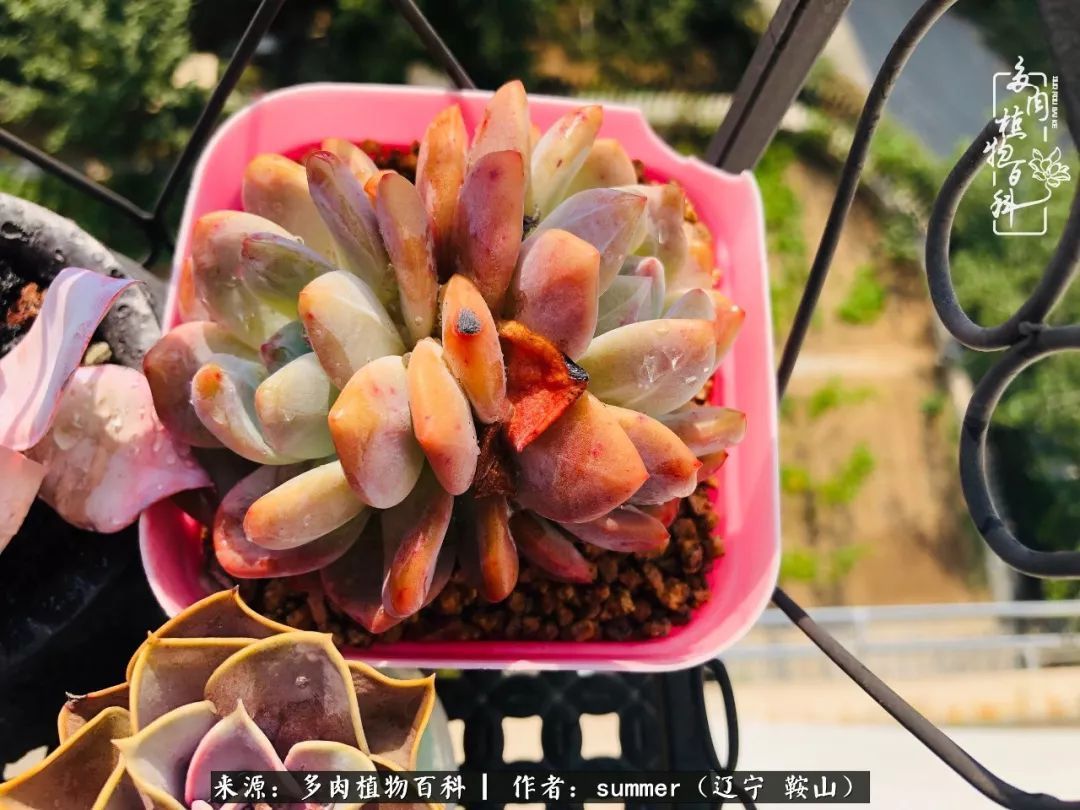 活着即是王道!我和我大东北的多肉们!