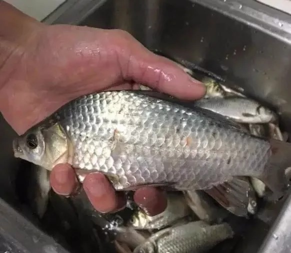 深水|冬钓深?钓浅?这几个实战经历,能让你的冬钓技巧提升2个档次