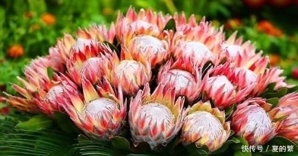 南非这象征着“胜利吉祥”的花,可是有着“花中之王”的美称