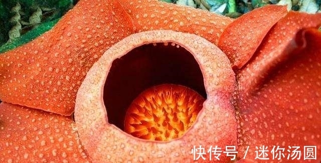 颜色|印尼称世界最大花朵又刷新纪录,此花花朵巨大颜色亮丽却奇臭无比