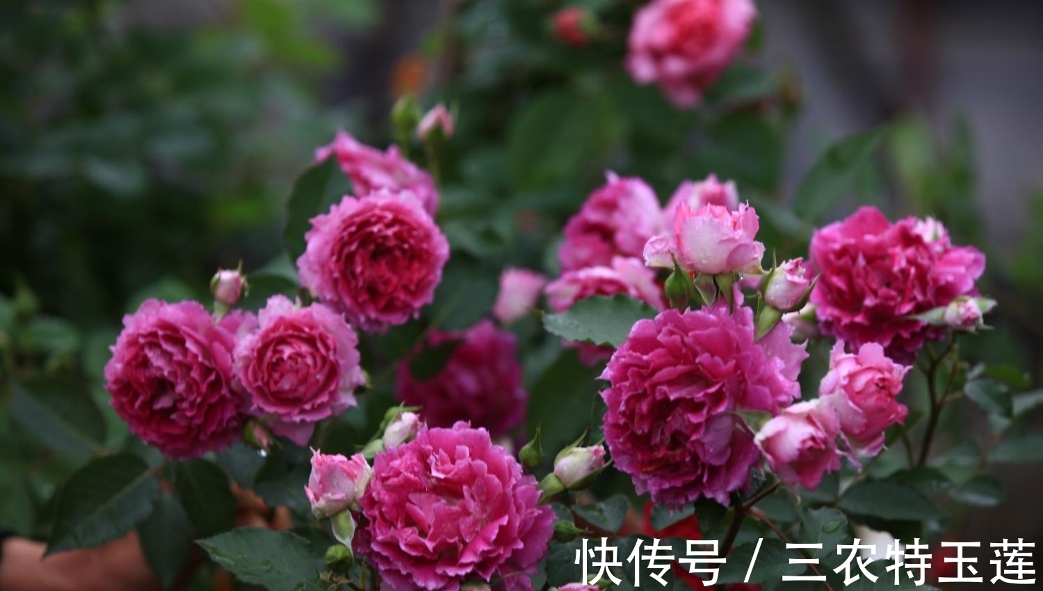 月季花|月季花什么时候施肥, 应该怎样施肥?