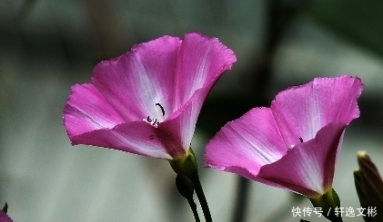 農(nóng)村山溝這4種野生植物,掌握3種是農(nóng)村人,全認識是學醫(yī)的!