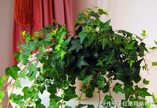 厕所|爱卫生的人,在厕所就养“3种”植物,不仅美观,还能杀菌吸臭!