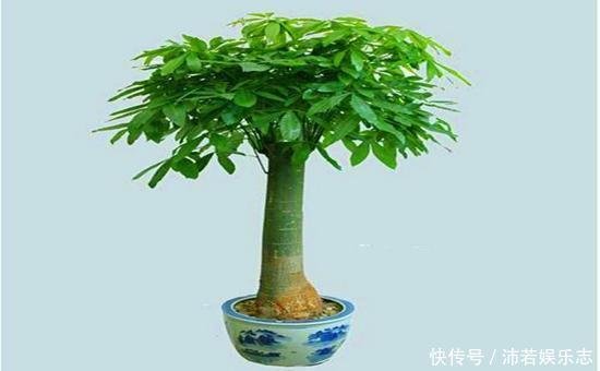 元气满满|听说养花还可以给室内降温,养上这些花,让你清凉一夏天