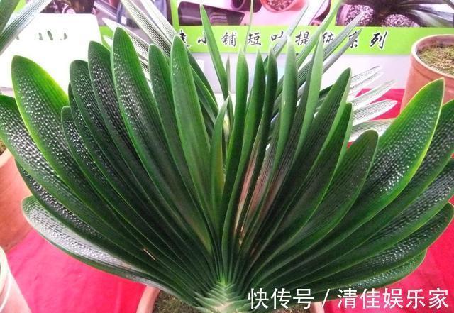 叶片|养君子兰,犯了2个错,不再整齐划一,歪七扭八太不像话