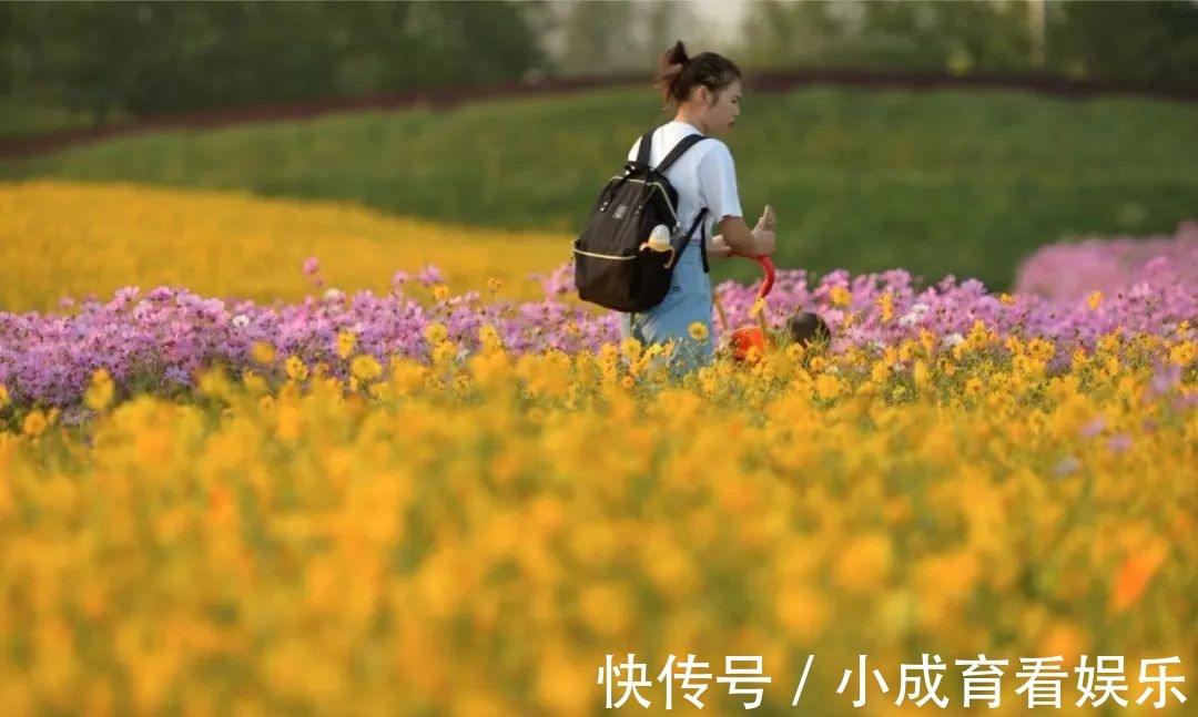 马鞭草|醉蝶花，马鞭草，地肤..