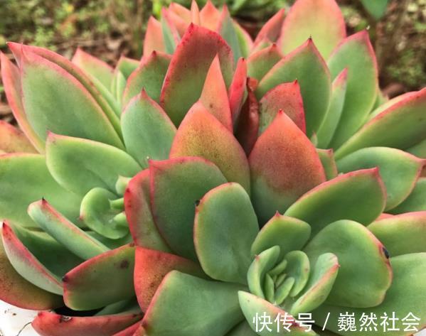 让多肉植物变美的3个技巧，起码要学会一个，才能说养过多肉！