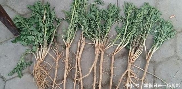 老家若有见到这种野草,请保护起来,让它们生长,目前120元一斤