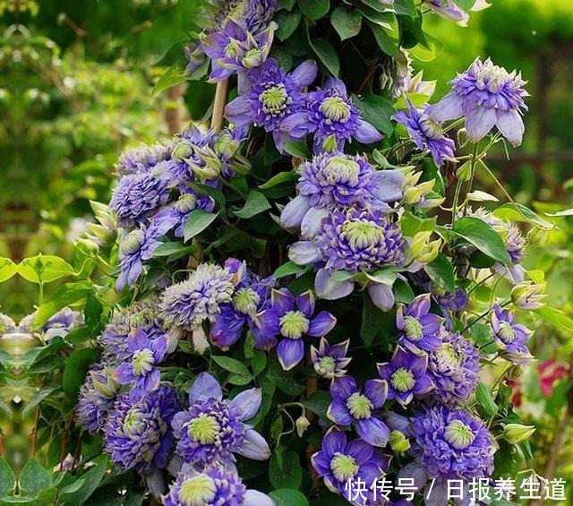 若有院子,养些紫色的花吧,高级又浪漫!