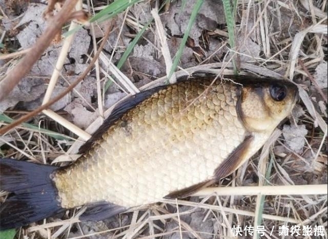 野钓|夏季野钓的三个小妙招,学会这样用饵,大板鲫手到擒来