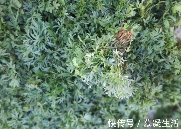 吃法|68种野菜图片,教你认识不同的野菜和吃法,你想要的野菜这里都有