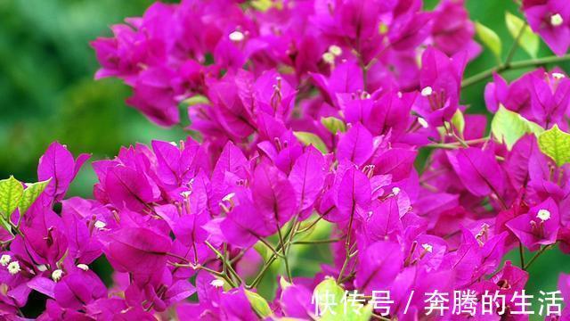 叶施|三角梅开花越来越少,是“它”在作怪,盆里撒1把粪,下次开爆盆